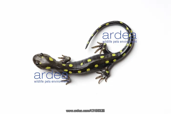 : Spotted Salamander : Spotted Salamander