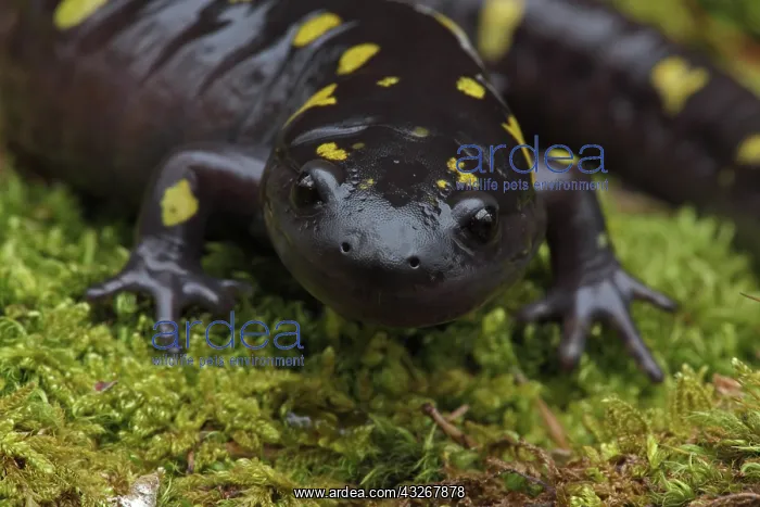 : Spotted Salamander (Ambystoma maculatum) New York : Spotted Salamander (Ambystoma maculatum) New York