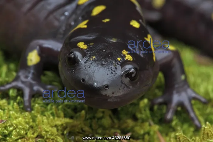 : Spotted Salamander (Ambystoma maculatum) New York : Spotted Salamander (Ambystoma maculatum) New York
