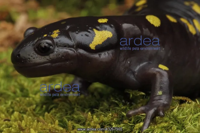 : Spotted Salamander (Ambystoma maculatum) New York : Spotted Salamander (Ambystoma maculatum) New York