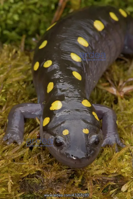: Spotted Salamander (Ambystoma maculatum) - New York : Spotted Salamander (Ambystoma maculatum) - New York