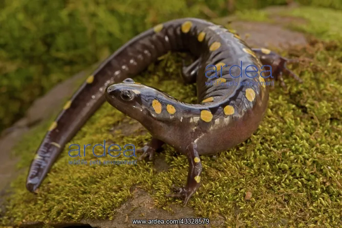 : Spotted Salamander (Ambystoma maculatum) - New York : Spotted Salamander (Ambystoma maculatum) - New York