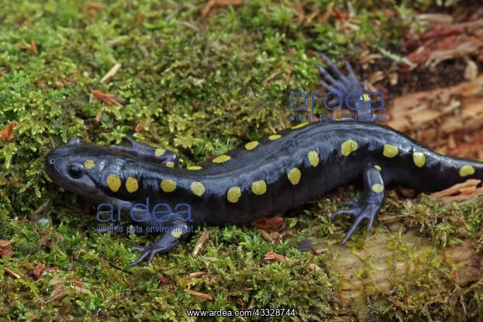 : Spotted Salamander (Ambystoma maculatum) - New York : Spotted Salamander (Ambystoma maculatum) - New York