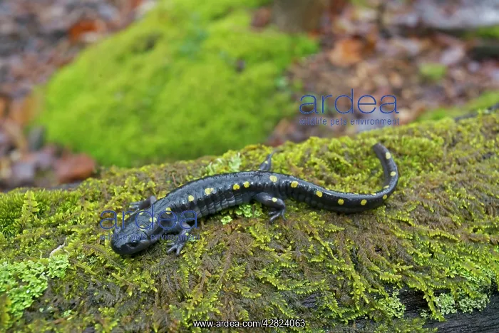: Spotted Salamander - at breeding pond in spring : Spotted Salamander - at breeding pond in spring