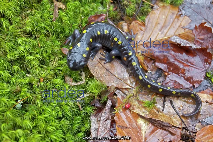  : Spotted Salamander - at breeding pond in spring