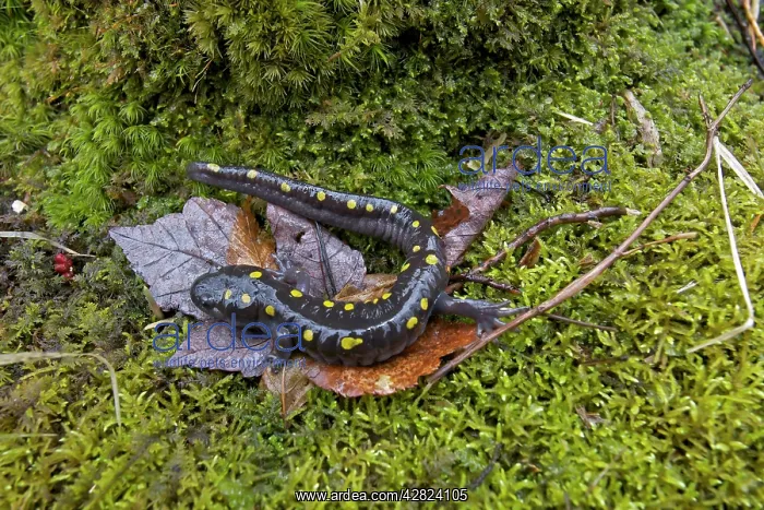 : Spotted Salamander - at breeding pond in spring : Spotted Salamander - at breeding pond in spring