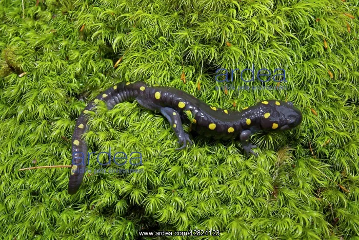 : Spotted Salamander - at breeding pond in spring : Spotted Salamander - at breeding pond in spring