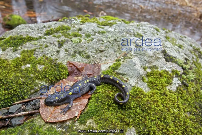 : Spotted Salamander - at breeding pond in spring : Spotted Salamander - at breeding pond in spring