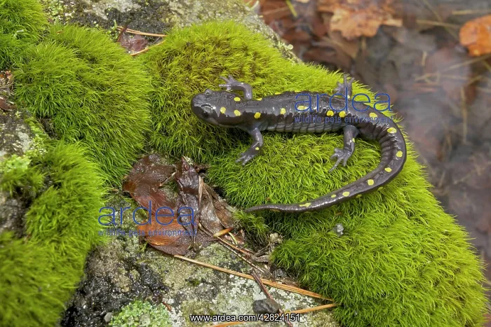 : Spotted Salamander - at breeding pond in spring : Spotted Salamander - at breeding pond in spring