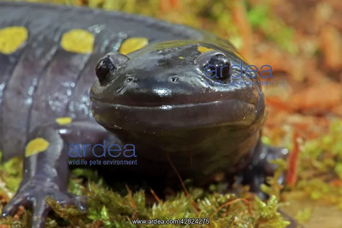 : Spotted Salamander - Close-up : Spotted Salamander - Close-up