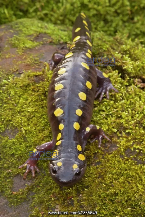 : Spotted Salamander - In early spring migration : Spotted Salamander - In early spring migration