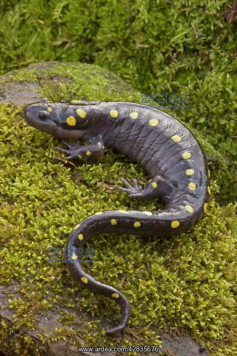 : Spotted Salamander - In early spring migration : Spotted Salamander - In early spring migration