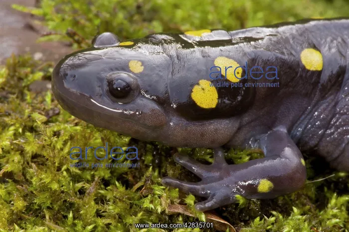 : Spotted Salamander - In early spring migration : Spotted Salamander - In early spring migration