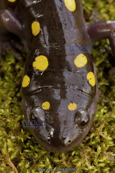 : Spotted Salamander - In early spring migration : Spotted Salamander - In early spring migration
