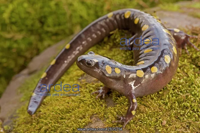 : Spotted Salamander - In early spring migration : Spotted Salamander - In early spring migration