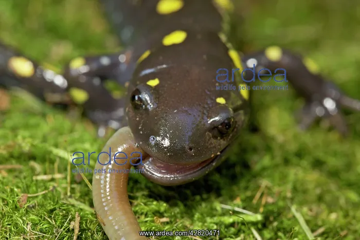  : Spotted Salamander - eating a Worm