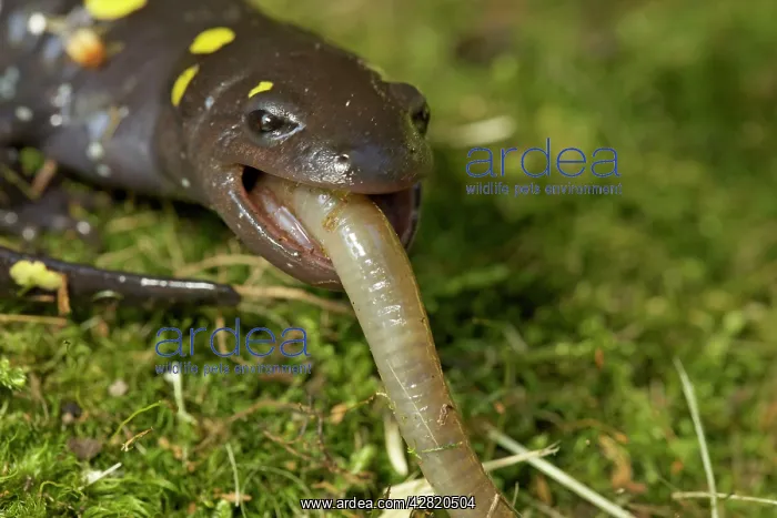 : Spotted Salamander - eating a Worm : Spotted Salamander - eating a Worm