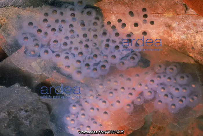 : Spotted Salamander egg mass : Spotted Salamander egg mass