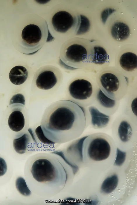 : Spotted Salamander Eggs : Spotted Salamander Eggs