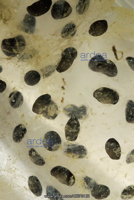 : Spotted Salamander Eggs : Spotted Salamander Eggs