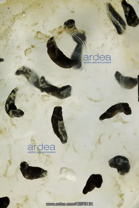 : Spotted Salamander Eggs : Spotted Salamander Eggs