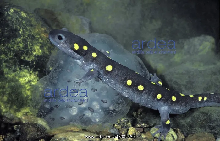 : Spotted Salamander with Eggs : Spotted Salamander with Eggs