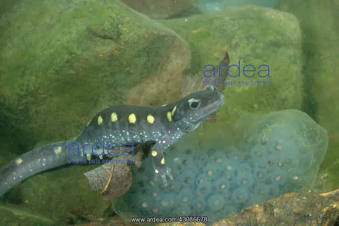 : Spotted Salamander with Eggs : Spotted Salamander with Eggs
