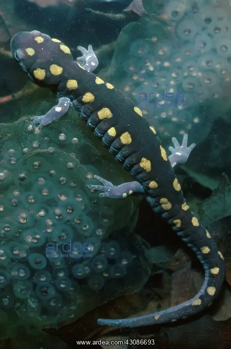 : Spotted Salamander with Eggs : Spotted Salamander with Eggs