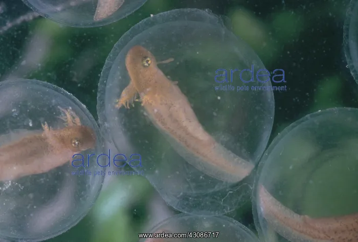 : Spotted Salamander Eggs : Spotted Salamander Eggs