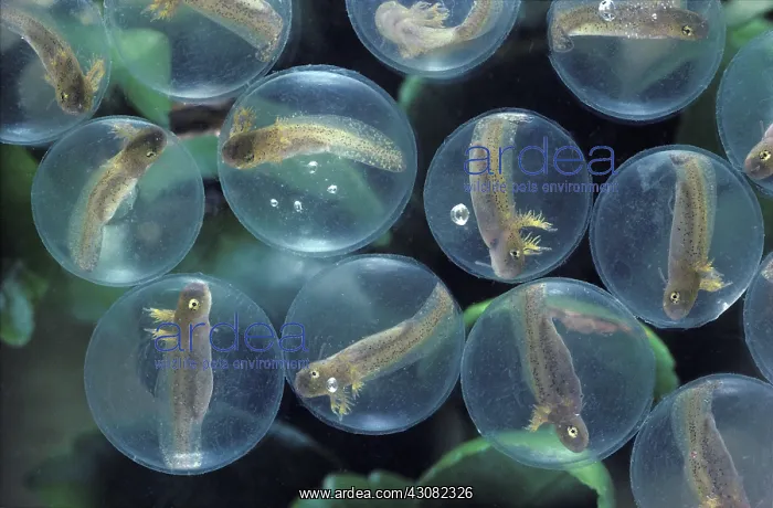 : Spotted Salamander Eggs Developing : Spotted Salamander Eggs Developing