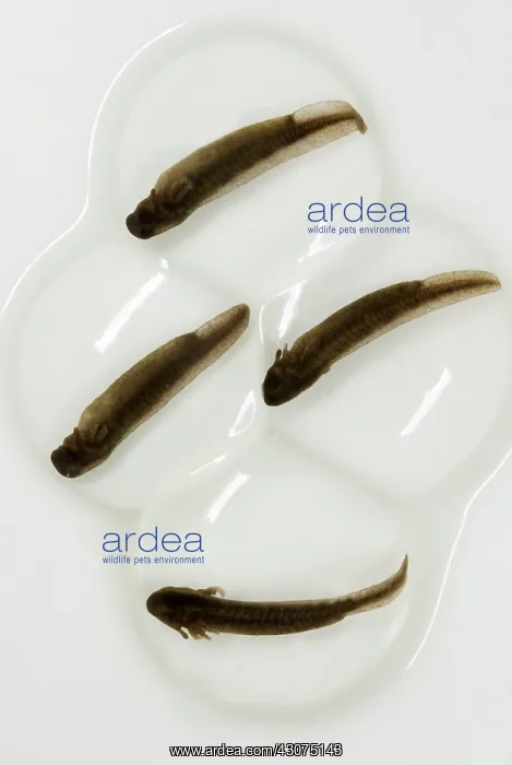 : Spotted Salamander Embryos : Spotted Salamander Embryos