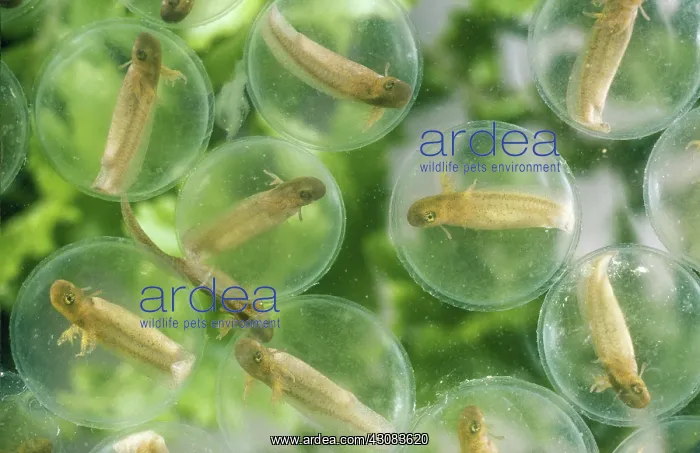 : Spotted Salamander fry in egg case : Spotted Salamander fry in egg case