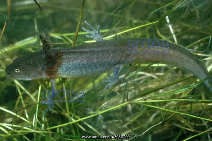 : Spotted Salamander Larva : Spotted Salamander Larva