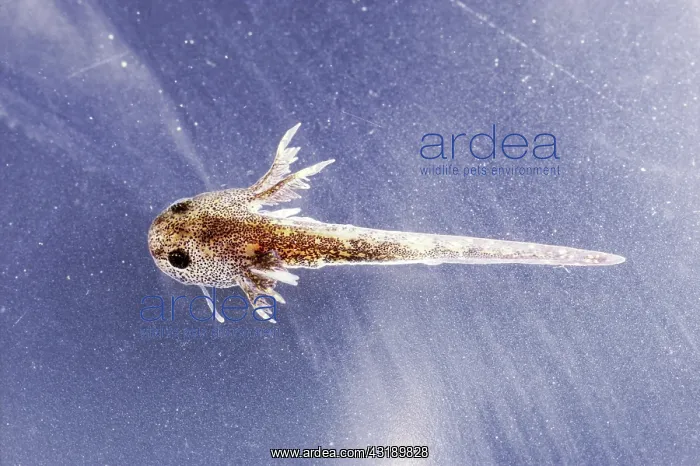 : Spotted Salamander Larva : Spotted Salamander Larva