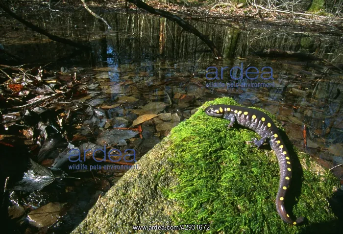 : Spotted SALAMANDER - on rock : Spotted SALAMANDER - on rock