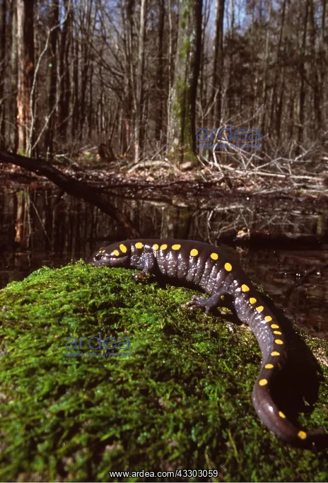 : SPOTTED SALAMANDER - BY WATER : SPOTTED SALAMANDER - BY WATER