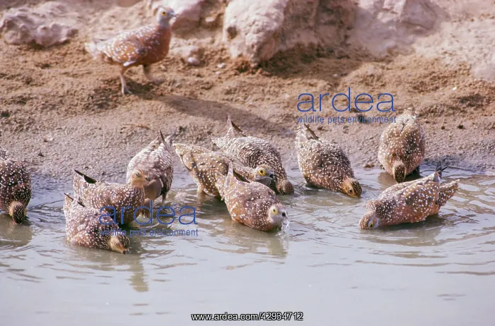 : Spotted Sandgrouse - drinking : Spotted Sandgrouse - drinking