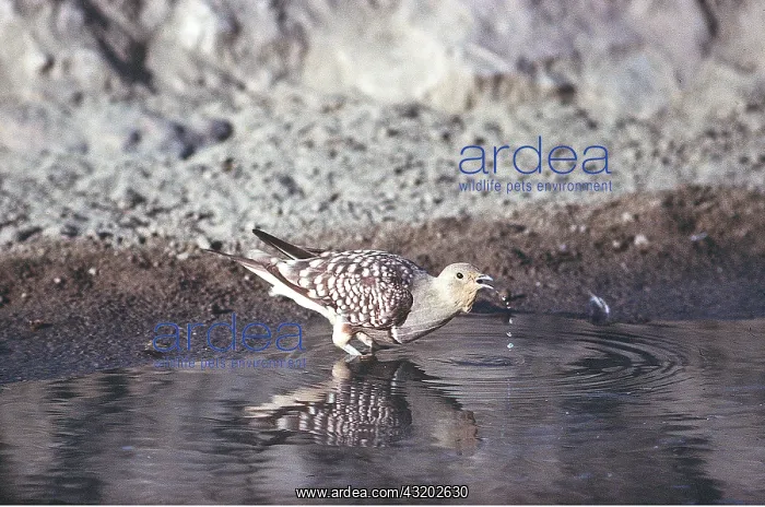  : SPOTTED SANDGROUSE - drinking