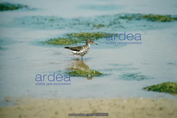 : Spotted Sandpiper : Spotted Sandpiper