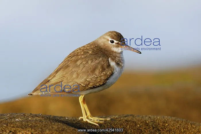 : Spotted Sandpiper : Spotted Sandpiper