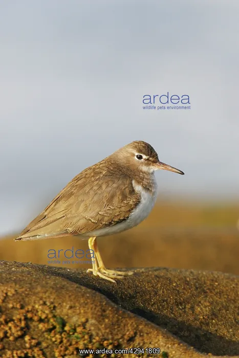 : Spotted Sandpiper : Spotted Sandpiper