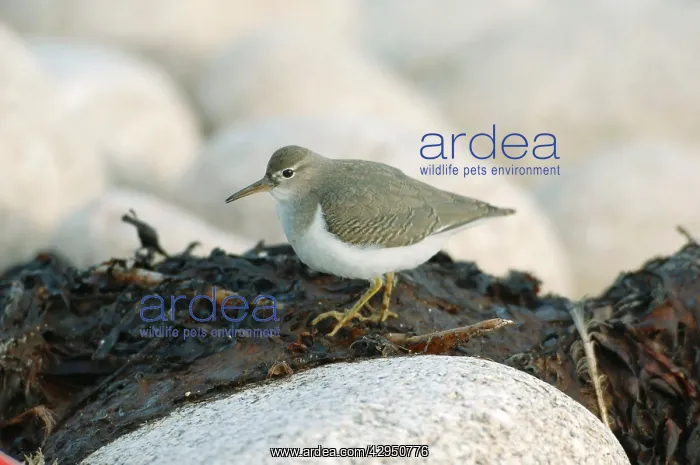 : Spotted Sandpiper : Spotted Sandpiper