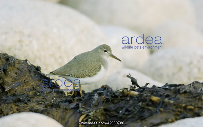 : Spotted Sandpiper : Spotted Sandpiper