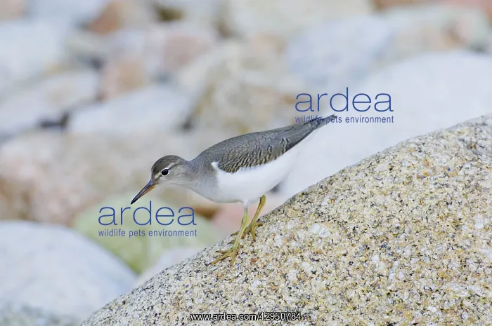  : Spotted Sandpiper