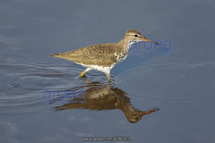 : Spotted Sandpiper : Spotted Sandpiper