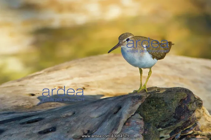 : Spotted Sandpiper : Spotted Sandpiper