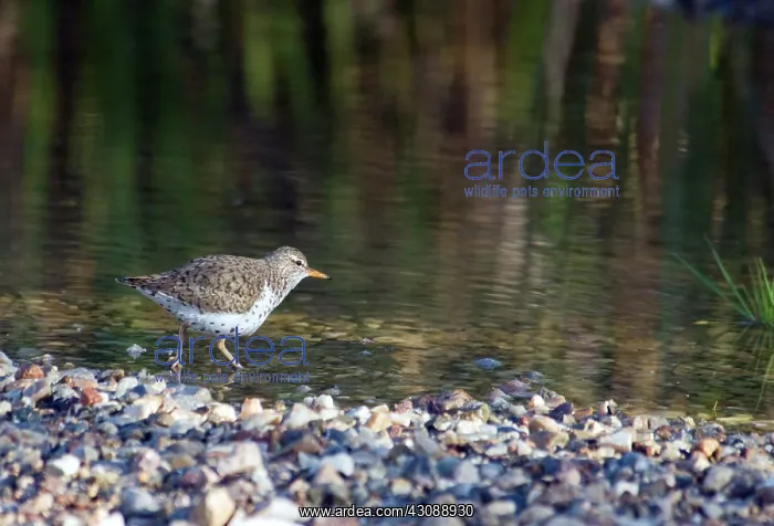 : Spotted Sandpiper : Spotted Sandpiper