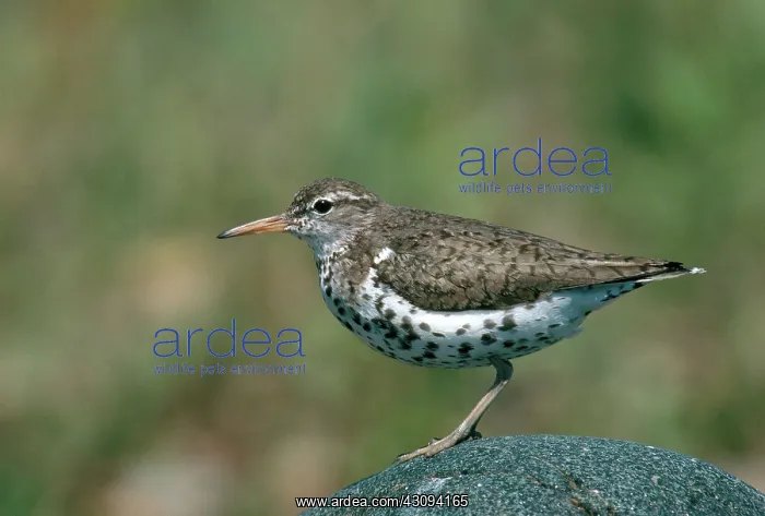 : Spotted Sandpiper : Spotted Sandpiper