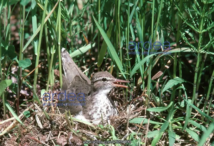 : Spotted Sandpiper : Spotted Sandpiper