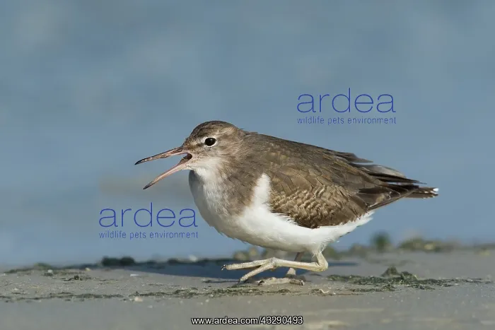: Spotted Sandpiper (Actitis macularius) foraging : Spotted Sandpiper (Actitis macularius) foraging